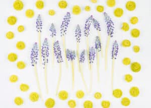 Lemon Lavender Poppy Seed Scones | Gluten, Dairy, and Sugar-Free