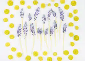 Lemon Lavender Poppy Seed Scones | Gluten, Dairy, and Sugar-Free