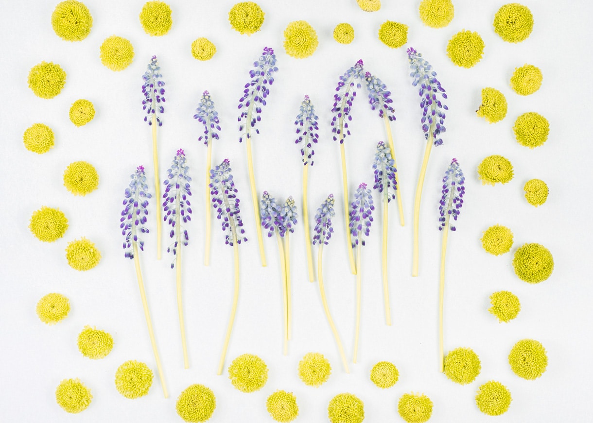 Lemon Lavender Poppy