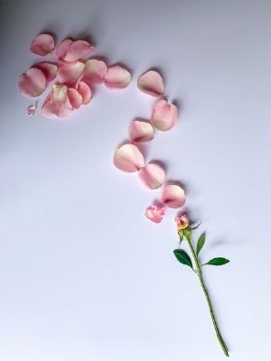 How to Make Rose Water at Home (No Rosebush Needed!) 3 rose petals