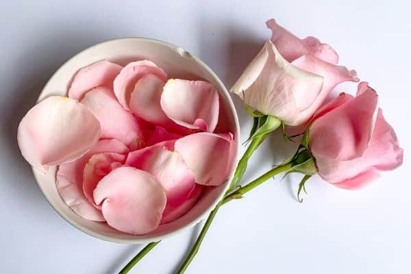 How to Make Rose Water at Home (No Rosebush Needed!) 9 rose petals in a bowl