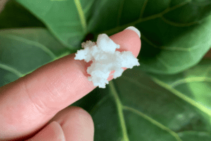 shea butter on skin
