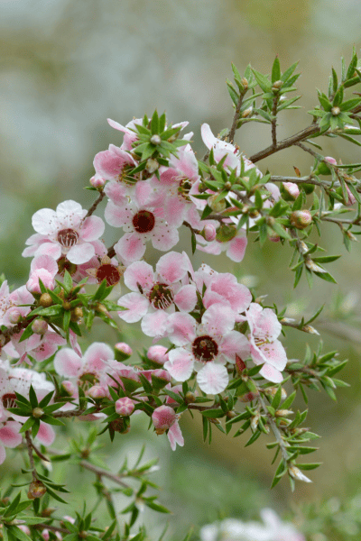 Manuka honey flowers
