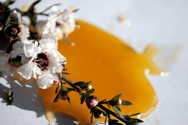 manuka flower
