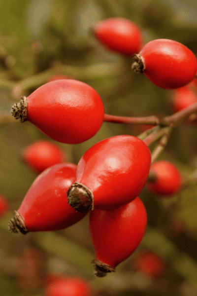 wild rosehips